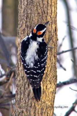 Hairy Woodpecker / Pic Chevelu