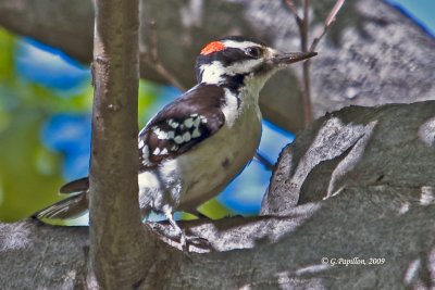 Hairy Woodpecker / Pic Chevelu