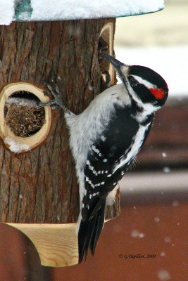 Hairy Woodpecker / Pic Chevelu