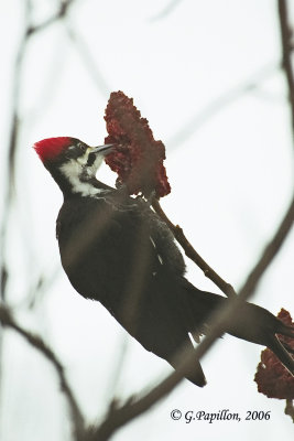 Pileated Woodpecker / Grand Pic