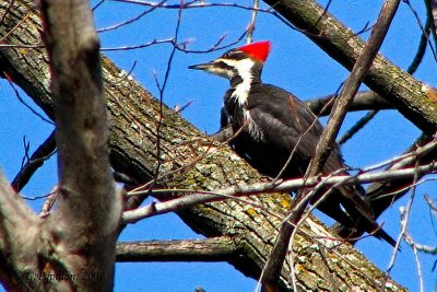 Pileated Woodpecker / Grand Pic