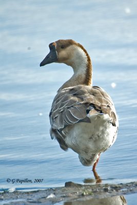 Chinese Goose / Oie Cygnode