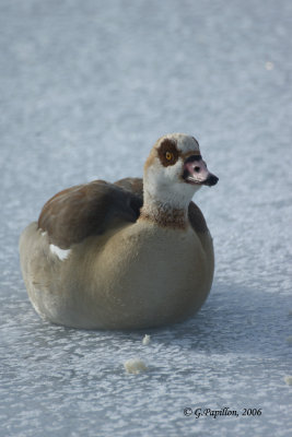 Egyptian Goose / Ouette d'gypte