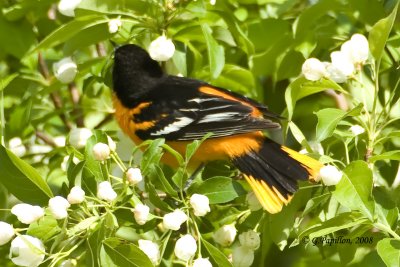 Baltimore Oriole / Oriole de Baltimore