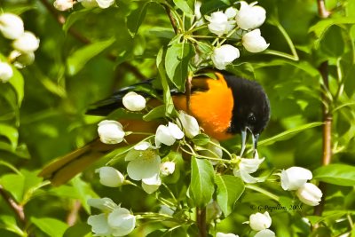 Baltimore Oriole / Oriole de Baltimore