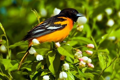 Baltimore Oriole / Oriole de Baltimore