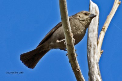 Brown-Headed Cowbird / Vacher  Tte Brune