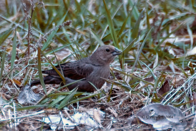 Brown-Headed Cowbird / Vacher  Tte Brune