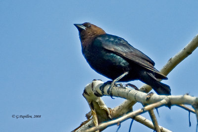 Brown-Headed Cowbird / Vacher  Tte Brune