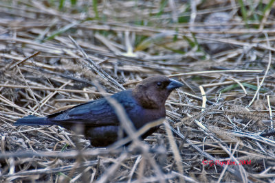 Brown-Headed Cowbird / Vacher  Tte Brune