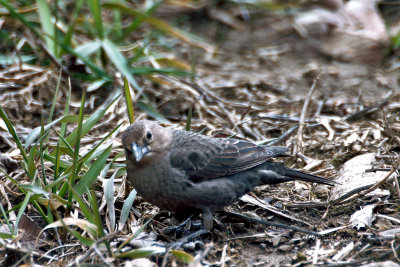 Brown-Headed Cowbird / Vacher  Tte Brune