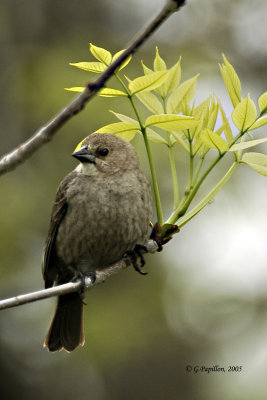 Red-Winged Blackbird / Carouge  paulettes