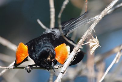 Red-Winged Blackbird / Carouge  paulettes