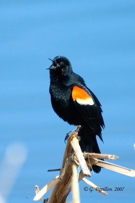 Red-Winged Blackbird / Carouge  paulettes