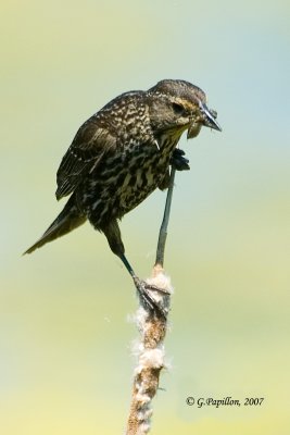 Red-Winged Blackbird / Carouge  paulettes