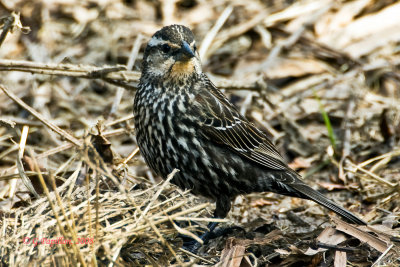 Red-Winged Blackbird / Carouge  paulettes