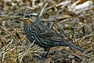 Red-Winged Blackbird / Carouge  paulettes