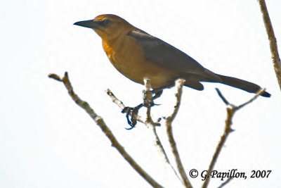 Boat-Tailed Grackle / Quiscale des Marais