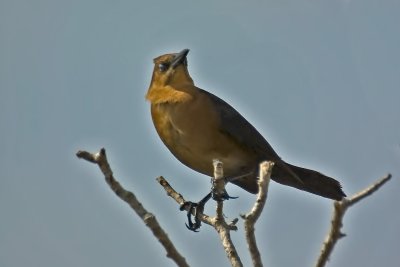 Boat-Tailed Grackle / Quiscale des Marais