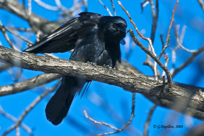 Jays, Crows & Raven / Geais, Corneilles & Corbeau.