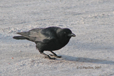American Crow / Corneille d'Amrique