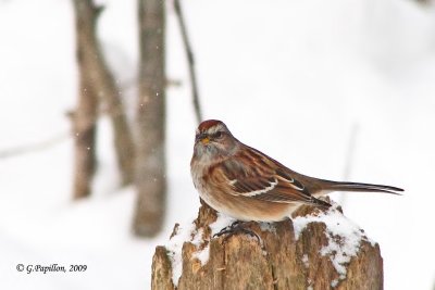 Sparrows, Buntings & Juncos / Bruants Plectrophanes & Juncos