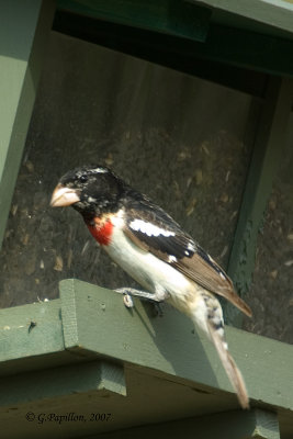 Grosbeaks, Cardinals, Buntings & Dickcissel /  Cardinaux, Passerins & Dickcissel