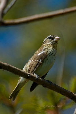 Rose-Breasted Grosbeak / Cardinal  Poitrine Rose