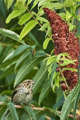 Rose-Breasted Grosbeak / Cardinal  Poitrine Rose