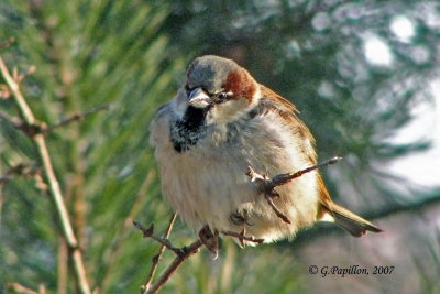 Sparrows / Moineaux