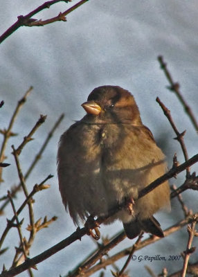 Sparrows / Moineaux