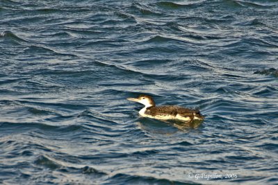 Loons / Plongeons