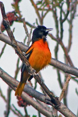 Baltimore Oriole / Oriole de Baltimore