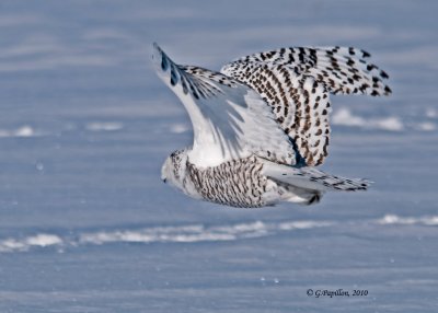 Snowy Owl / Harfang des Neiges
