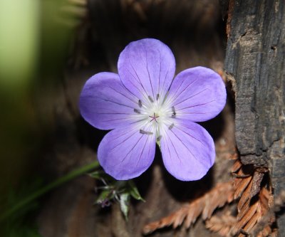 Flower in the Redwoods