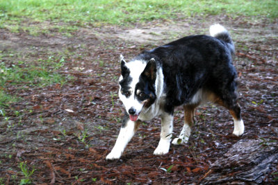 Molly Girl
