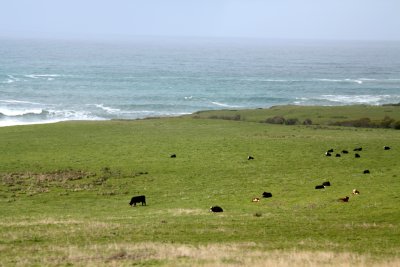 California Cows