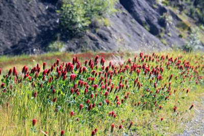 Wild Flowers