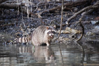 DSC_0087.JPG