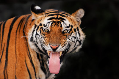  Tigri