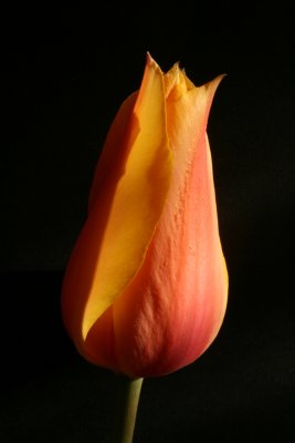 Tulipa 'Dancing Lady'