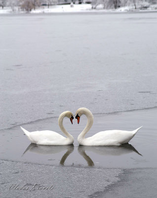 Swans.jpg