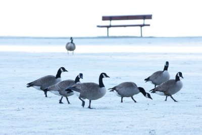 Geese freeze