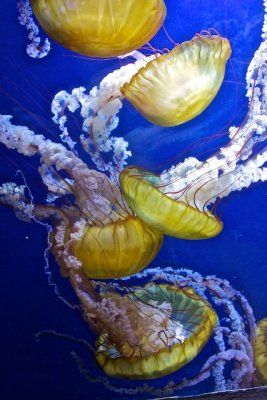 Jellyfish danse