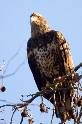 Immature Bald Eagle in Tree