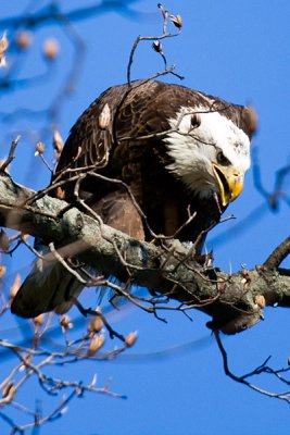 Bald Eagle in Tree taking Brief Rest from Eating Fish