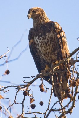 Immature Bald Eagle in Tree