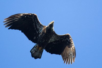 Bald Eagle in Flight