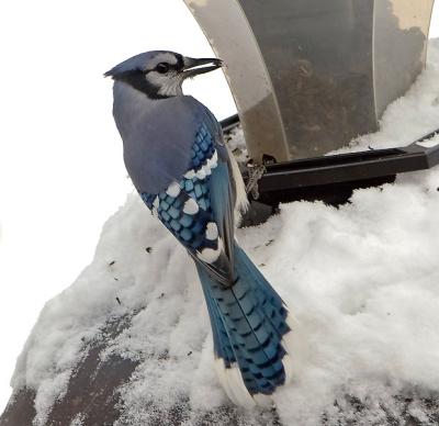 Blue Jay on snowy birdfeeder