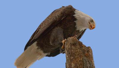 Bald Eagle Eating
